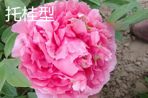 牡丹有什么别称,具有百两金、洛阳花等叫法