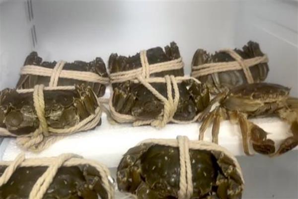 毛蟹怎么保存才不会死，可以放入冰箱保存