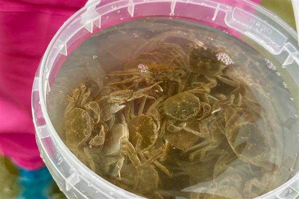 毛蟹怎么保存才不会死，可以放入冰箱保存