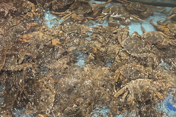 毛蟹怎么保存才不会死，可以放入冰箱保存