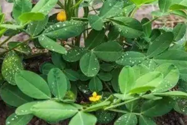 鸡粪肥的种类,主要分为天然鸡粪干、颗粒鸡粪肥等类型