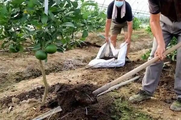 鸡粪肥的种类,主要分为天然鸡粪干、颗粒鸡粪肥等类型