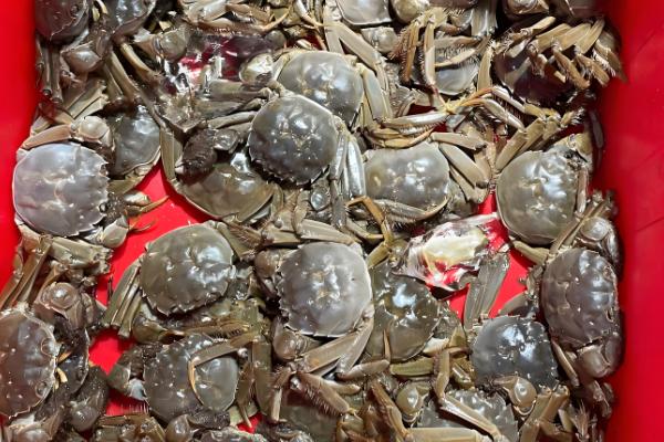 淡水螃蟹有什么品种,河蟹、大闸蟹等品种很常见