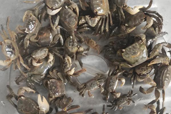淡水螃蟹有什么品种,河蟹、大闸蟹等品种很常见