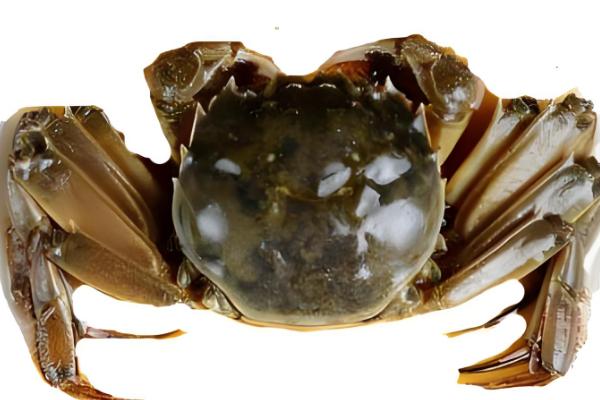 淡水螃蟹有什么品种,河蟹、大闸蟹等品种很常见