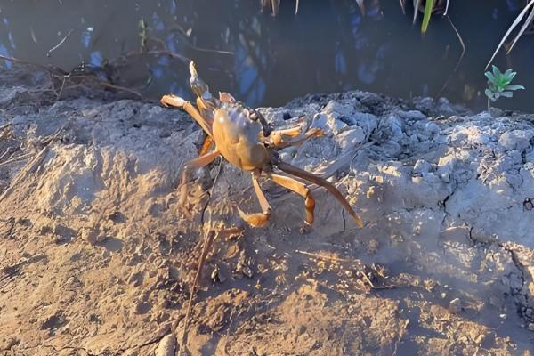 淡水螃蟹有什么品种,河蟹、大闸蟹等品种很常见