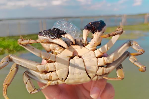 淡水螃蟹有什么品种,河蟹、大闸蟹等品种很常见