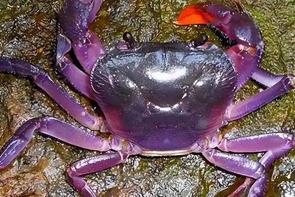 淡水螃蟹有什么品种,河蟹、大闸蟹等品种很常见