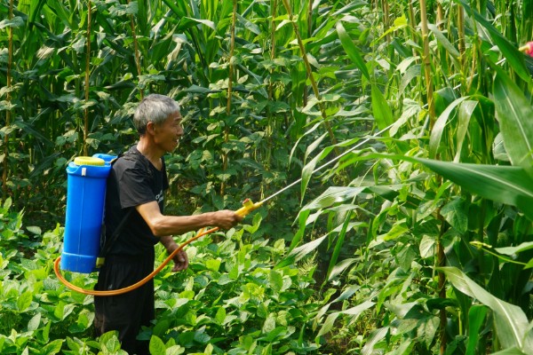 硝灭氰草津对玉米田安全吗，对于玉米安全