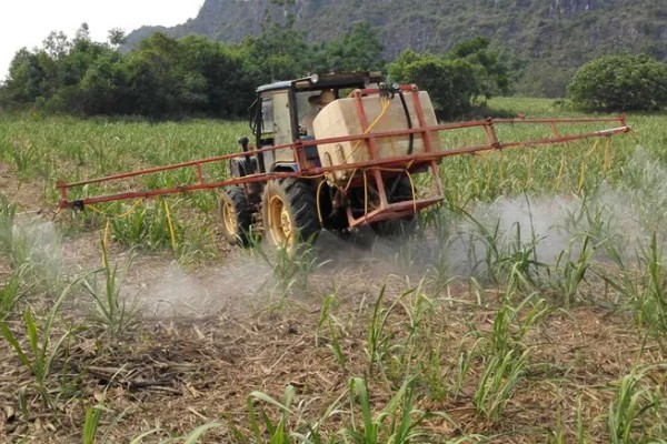 硝灭氰草津对玉米田安全吗，对于玉米安全