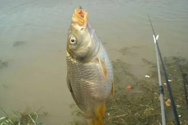 钓四五斤的鲤鱼用多大的钩,一般用4号或5号的钩