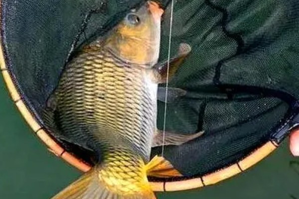 钓四五斤的鲤鱼用多大的钩,一般用4号或5号的钩