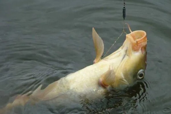 钓四五斤的鲤鱼用多大的钩,一般用4号或5号的钩