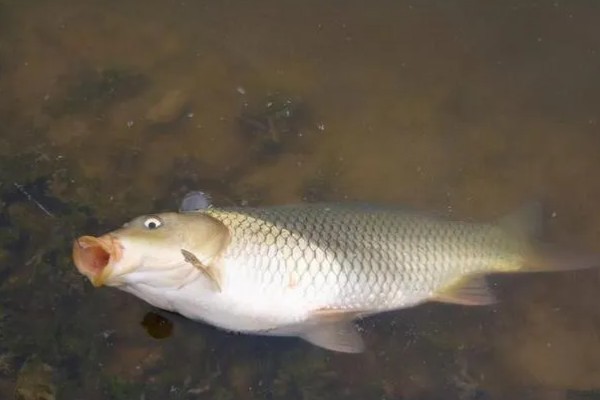 钓四五斤的鲤鱼用多大的钩,一般用4号或5号的钩