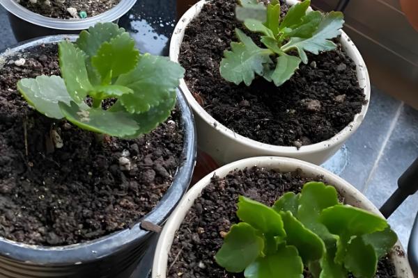 长寿花扦插多久可以生根,7-10天生根