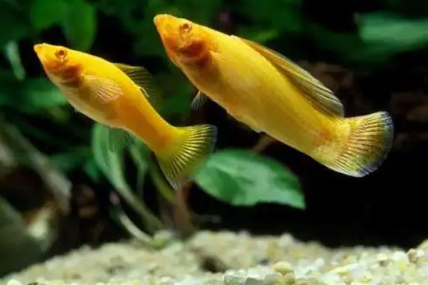 什么观赏鱼不用打氧也能活，推荐孔雀鱼、玛丽鱼等