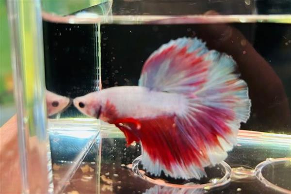 什么观赏鱼不用打氧也能活，推荐孔雀鱼、玛丽鱼等