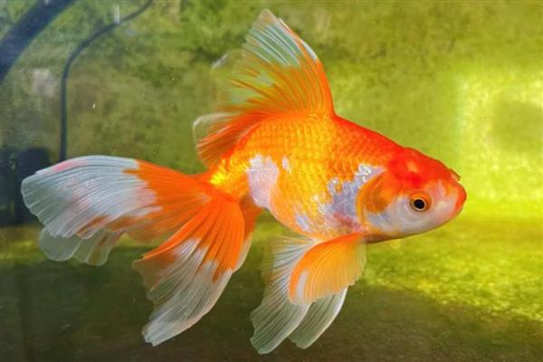什么观赏鱼不用打氧也能活，推荐孔雀鱼、玛丽鱼等