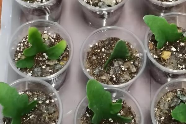 长寿花扦插多久可以生根,7-10天生根