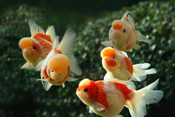 什么观赏鱼不用打氧也能活，推荐孔雀鱼、玛丽鱼等