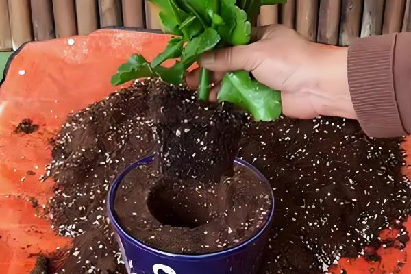 长寿花扦插多久可以生根,7-10天生根