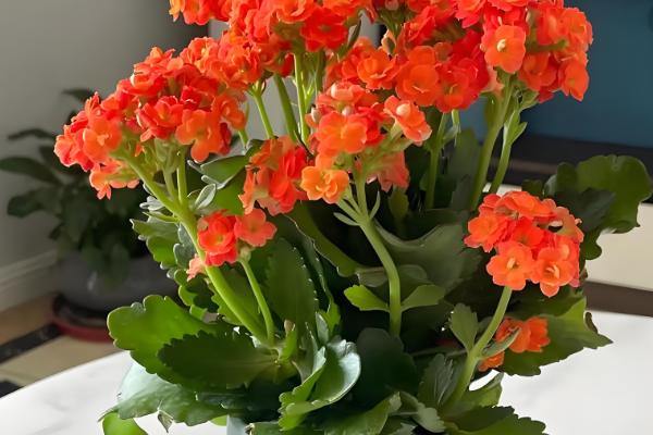 长寿花扦插多久可以生根,7-10天生根