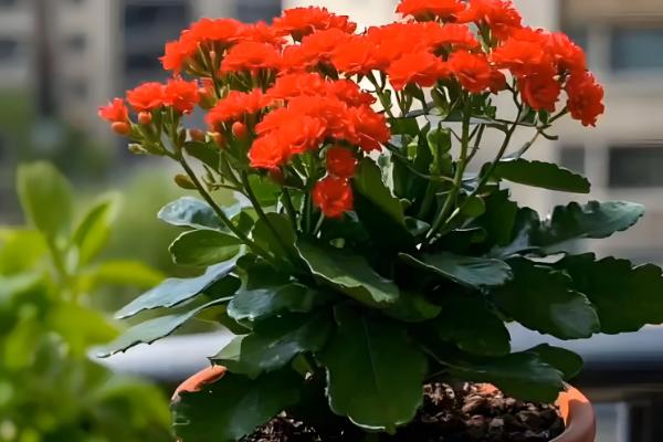 长寿花扦插多久可以生根,7-10天生根