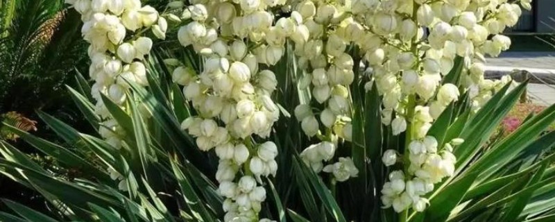 丝兰不能种家里的原因，光照和通风条件差