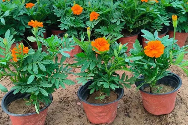 孔雀草种多久会开花，经过2个月左右就可以开放