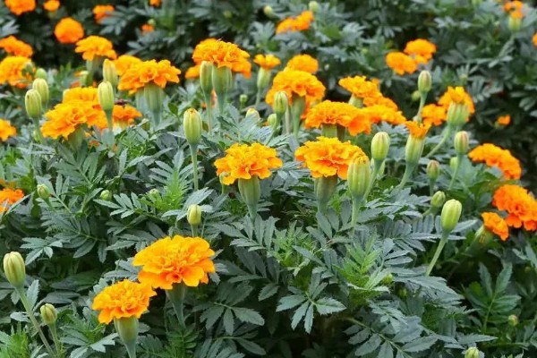 孔雀草种多久会开花，经过2个月左右就可以开放