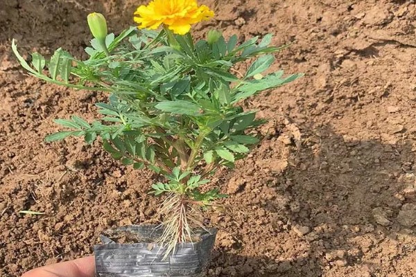 孔雀草种多久会开花，经过2个月左右就可以开放