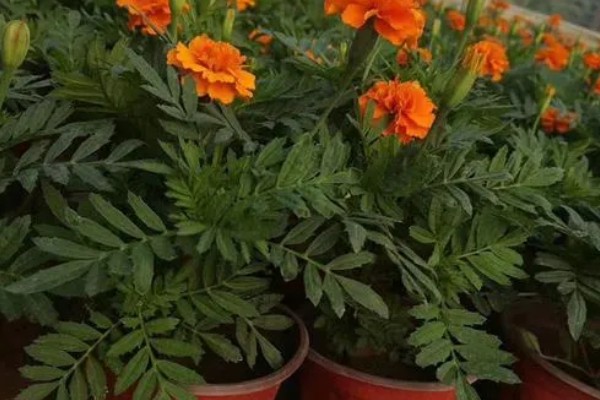 孔雀草种多久会开花，经过2个月左右就可以开放