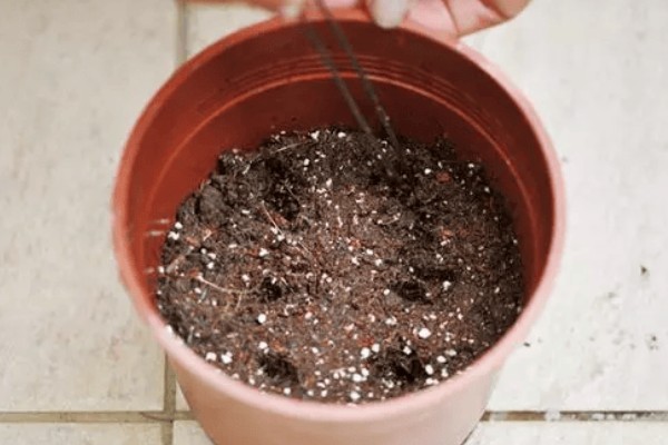 孔雀草种多久会开花，经过2个月左右就可以开放