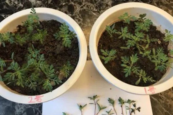 孔雀草种多久会开花，经过2个月左右就可以开放