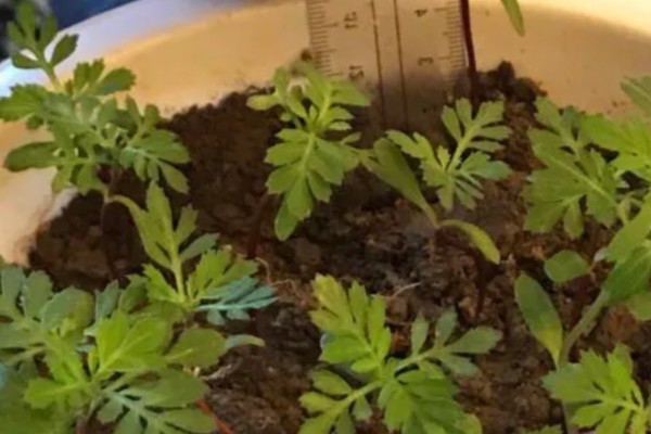 孔雀草种多久会开花，经过2个月左右就可以开放