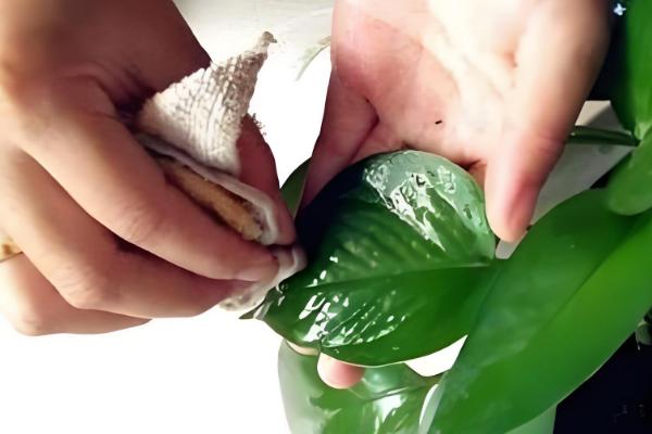 如何快速清洗花叶灰尘，可采用喷淋法、擦拭法等