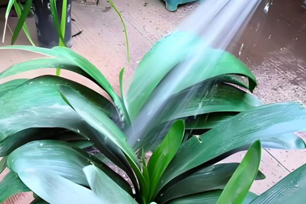 如何快速清洗花叶灰尘，可采用喷淋法、擦拭法等