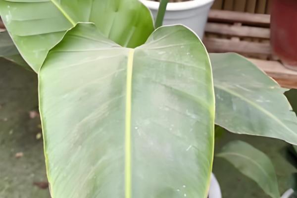 如何快速清洗花叶灰尘，可采用喷淋法、擦拭法等