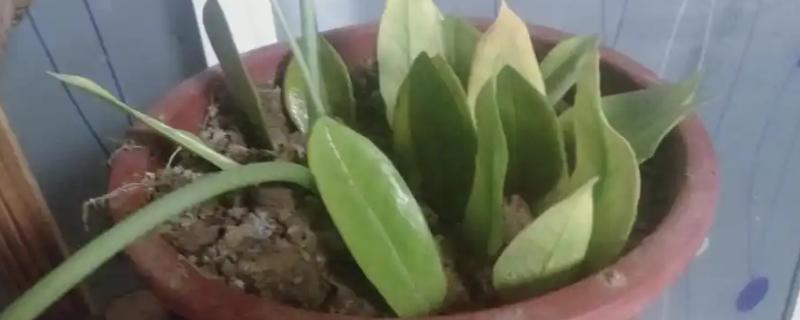 金钱树的繁殖方法，一般采取叶插繁殖