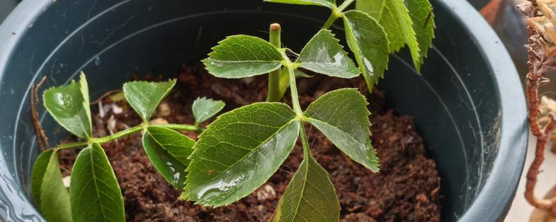 水插月季何时上盆，根系长到4-5厘米即可栽入盆中