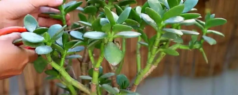 玉树修造型的方法，冬季对枝芽稍微的进行截短