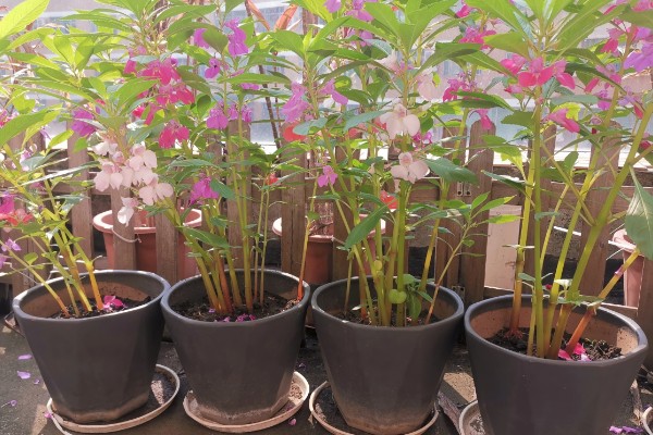 凤仙花掉花苞是什么原因，可能是光照不足所致