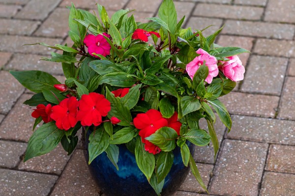 凤仙花掉花苞是什么原因，可能是光照不足所致