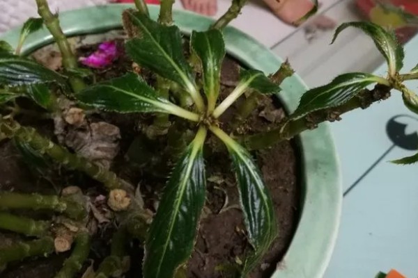 凤仙花掉花苞是什么原因，可能是光照不足所致