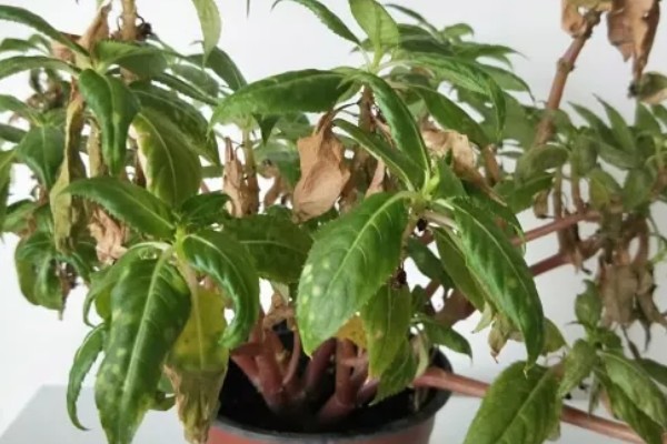 凤仙花掉花苞是什么原因，可能是光照不足所致