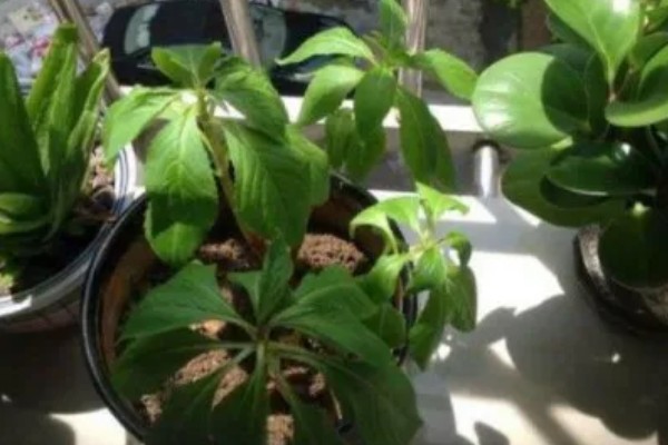 凤仙花掉花苞是什么原因，可能是光照不足所致