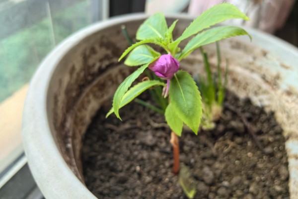 凤仙花掉花苞是什么原因，可能是光照不足所致