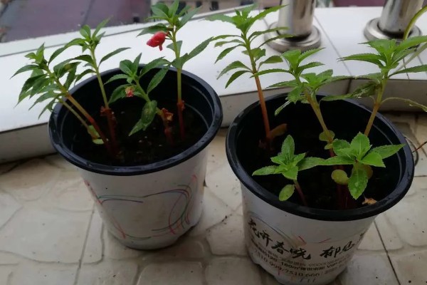 凤仙花掉花苞是什么原因，可能是光照不足所致