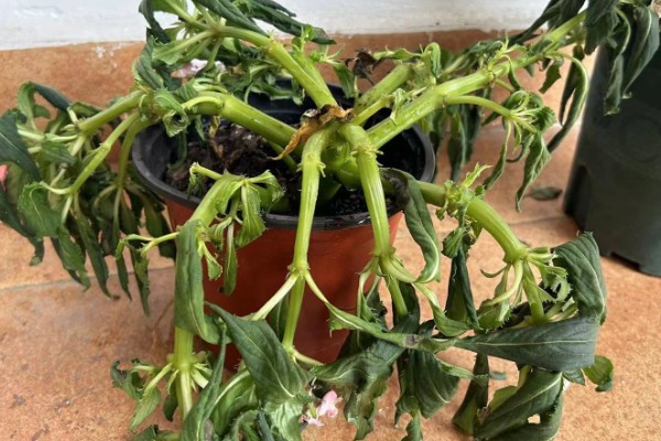 凤仙花掉花苞是什么原因，可能是光照不足所致