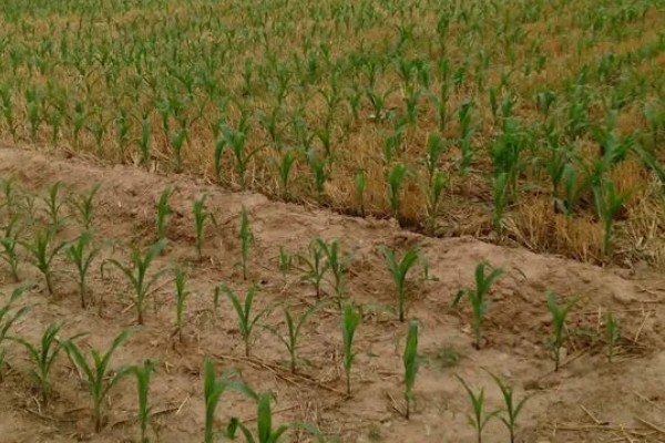 中农大787玉米的简介,株高约为279.34cm